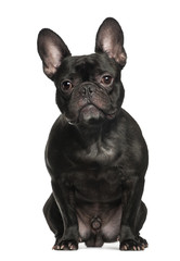 French Bulldog sitting against white background
