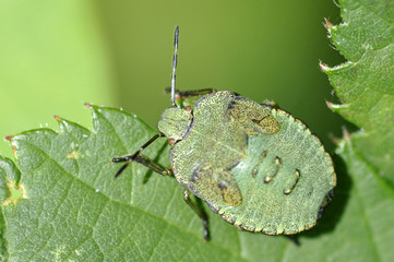 Green Shield Bug