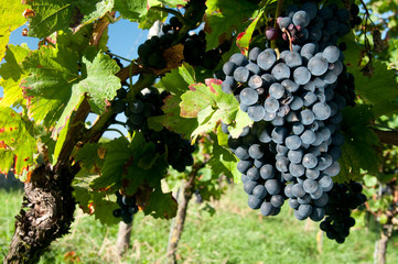 Weinreben 12.202