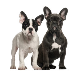 French bulldog puppies, 4 months old