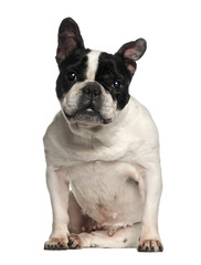 French Bulldog sitting against white background