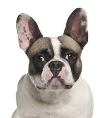 French Bulldog, 2 years old, against white background