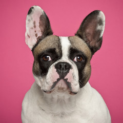 French Bulldog, 2 years old, against pink background