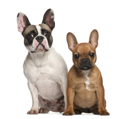 French bulldogs, 2 years old, sitting against white background
