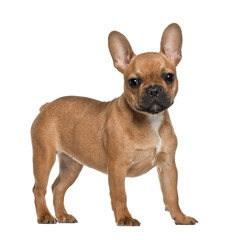 French Bulldog puppy, 5 months old