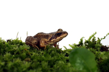 frog on moss