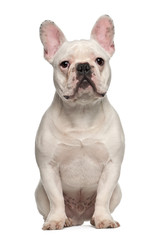 French Bulldog, 7 months old, sitting against white background
