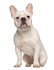 French Bulldog, 7 months old, sitting against white background