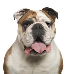 English Bulldog, 6 years old, against white background