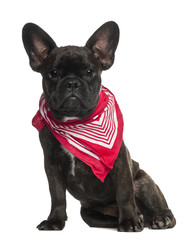 French Bulldog puppy, 6 months old