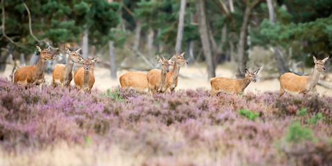 Red Deer in Mating season
