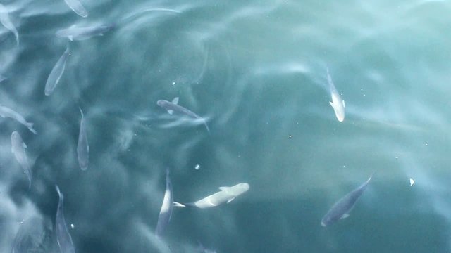 Peces en el puerto