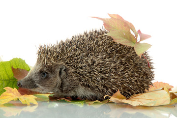Hedgehog on autumn leaves, isolated on white