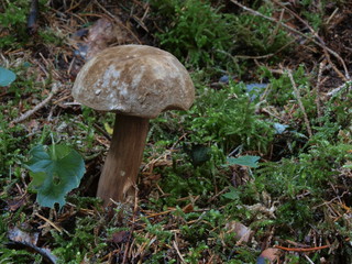 Porphyrr&ouml;hrling - D&uuml;sterer R&ouml;hrling