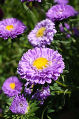 Obraz premium dalie lilla