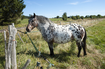 cheval moucheté