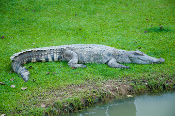 Crocodile on grass