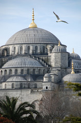 Obraz premium The blue mosque