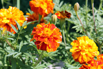 Tagetes