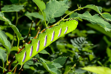 privet hawk moth, espoo