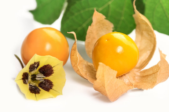 Physalis fruit with blossom, isolated