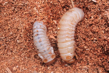 Caterpillar Soil