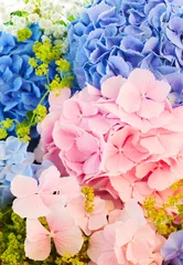 Peel and stick wallpaper Hydrangea blue and pink hydrangea