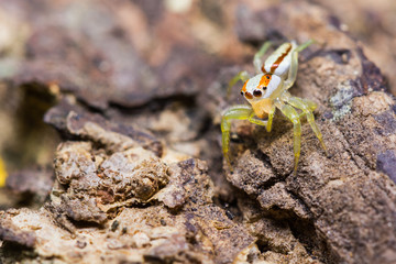 Female Epocilla calcarata jumping Spider