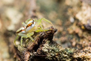 Female Epocilla calcarata jumping Spider
