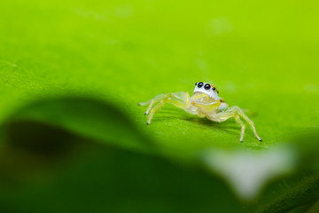 Female Epocilla calcarata jumping Spider