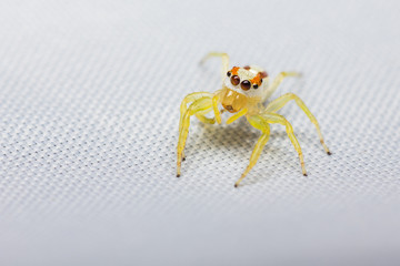 Female Epocilla calcarata jumping Spider