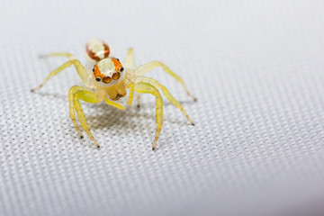 Female Epocilla calcarata jumping Spider