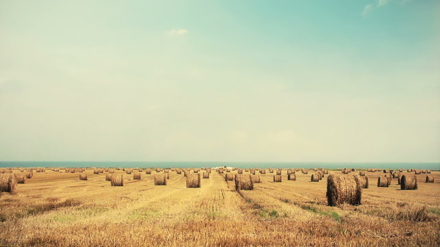 Wheat field 02