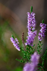 Close-up of heathers, Calluna Vulgaris