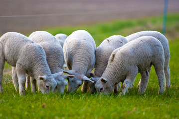 Obraz na płótnie Canvas Spring lambs