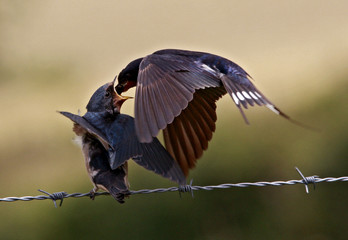 hirondelles © Pierre