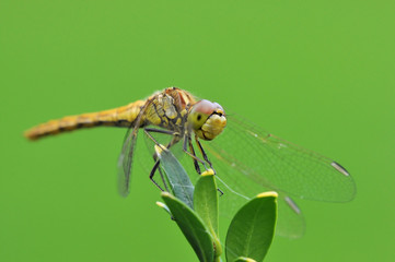 Moustached Darter on a boxwood leaf (female, Sympetrum vulgatum)