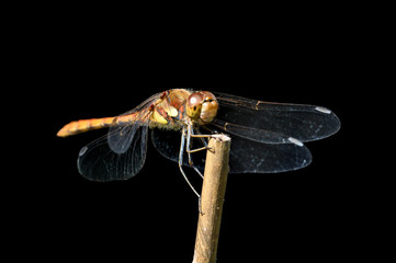 Moustached Darter (male, Sympetrum vulgatum) isolated on black