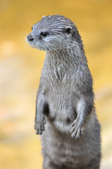 Vigilant Asian Small-clawed Otter (Aonyx cinerea)