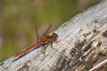 Moustached Darter (male, Sympetrum vulgatum)