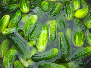 Cucumbers prepare for preservation