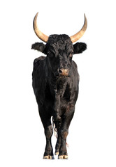 Camargue bull - obrazy, fototapety, plakaty
