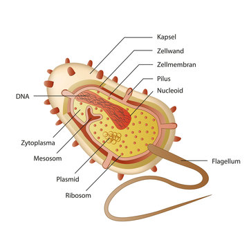 bacterial structure vector illustration