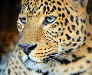 Leopard