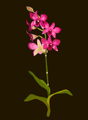 Orchid. Does not contain gradients