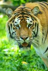 Tigers