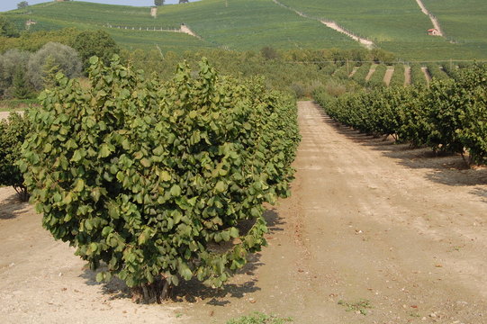 Hazelnut tree on the Langhe region Piedmont Italy