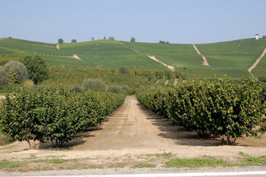 Hazelnut tree on the Langhe region Piedmont Italy