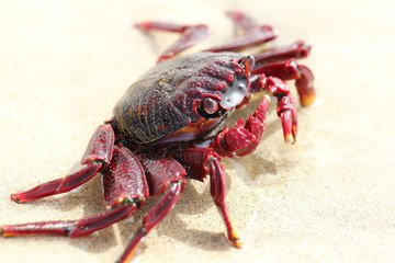 Crab on the beach