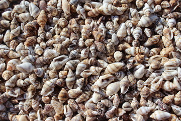 Muschelberg